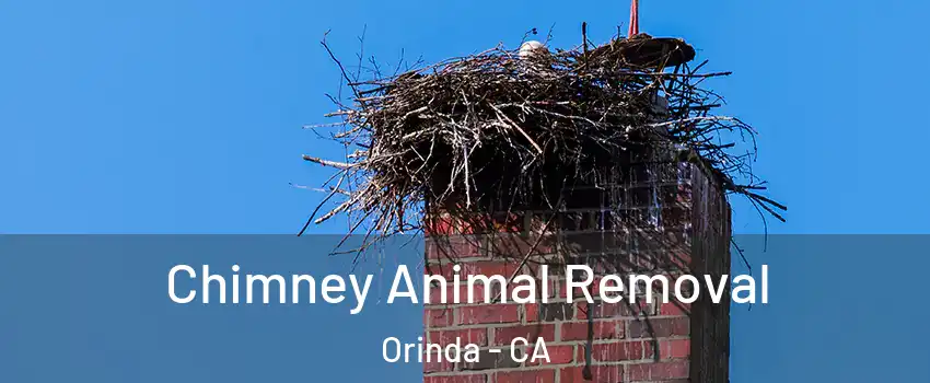  Chimney Animal Removal Orinda - CA